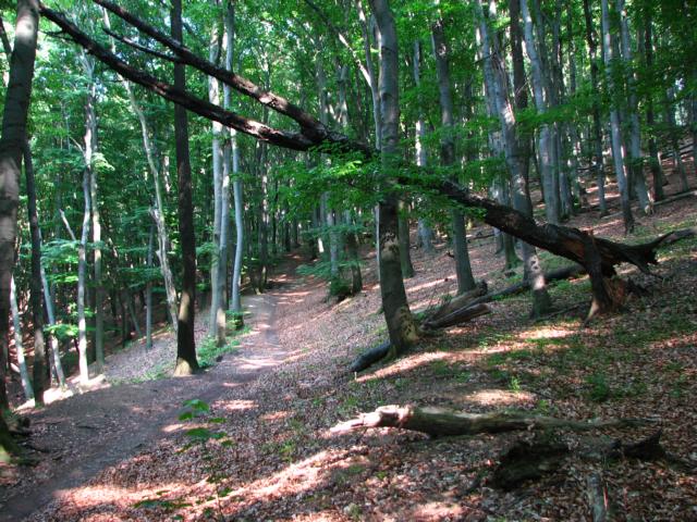 Achtung! Lockerer Boden und alter Baumbestand können im Schützengraben zu Bumwürfen führen.
