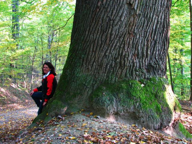 Schwarzenbergpark, uralte Eichen am Rande des Hameauweges – Zeitzeugen des auslaufenden 18. Jahrhunderts