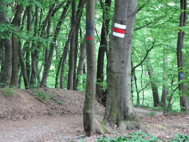 Exelberg – Hameau – Dreimarkstein, bequeme Hauptwanderroute im nördlichen Wienerwald